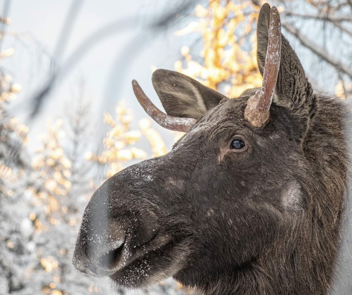 "I’m slightly embarrassed that the moose is seeing me in my Jockeys. At least these are from a fresh pack. When they’re new they hug better and my junk bulge must seem more masculine to the animal." - Dan Weaver mrbullbull.com/newbull/fictio…
