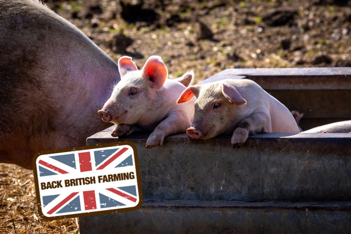 Today is #BackBritishFarmingDay 🇬🇧🚜, an opportunity for politicians and the public to show their support for British farmers and the work they do to put food on our tables. 

Forming part of the UK's largest manufacturing sector, the🐷pig industry alone is worth £14 bn!!