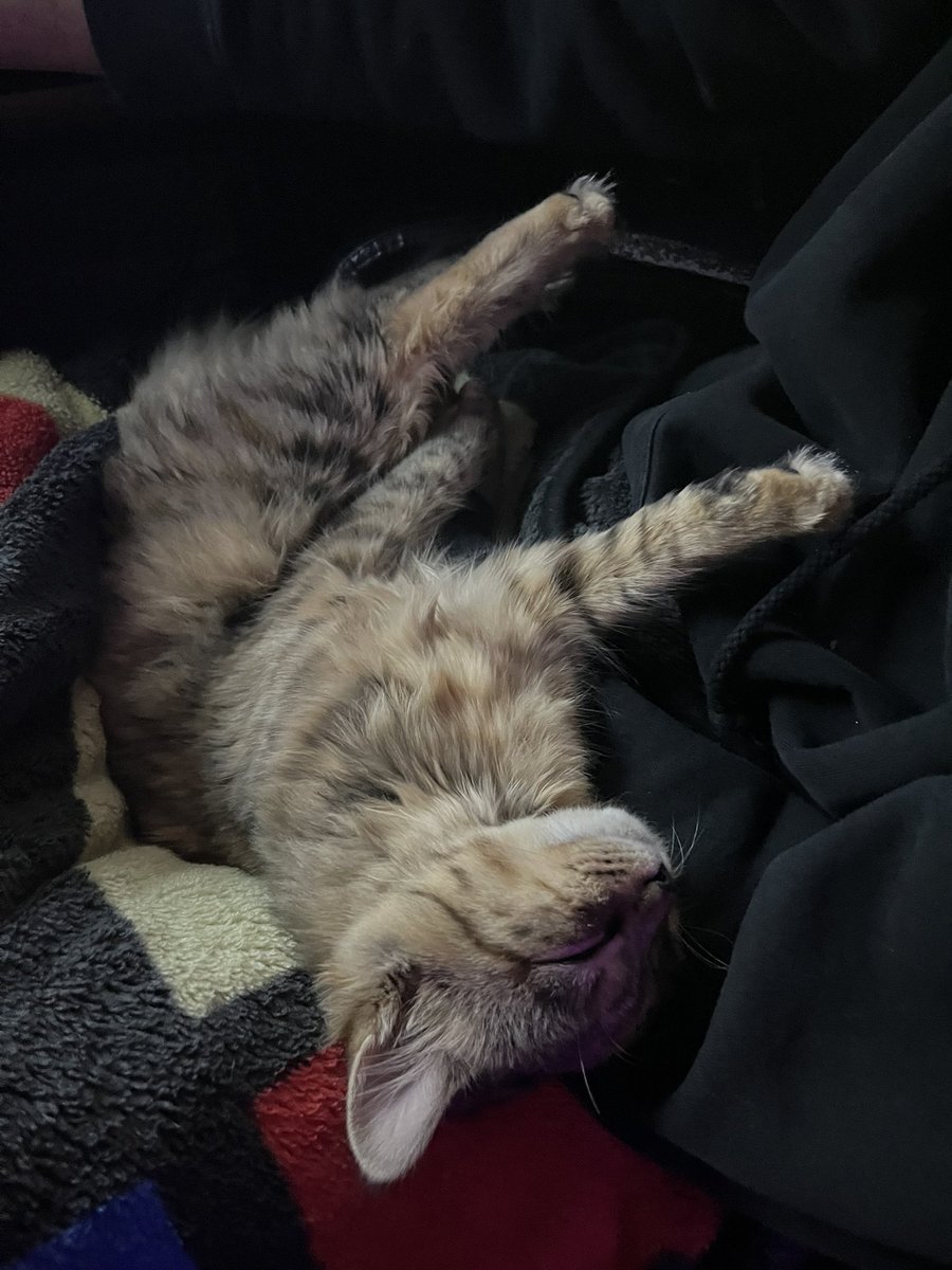 avoidmoosey's tweet image. avoidmoosey twitter update: the glass on my pc tower shattered 💔 but i have a short mullet thing now and a cat!