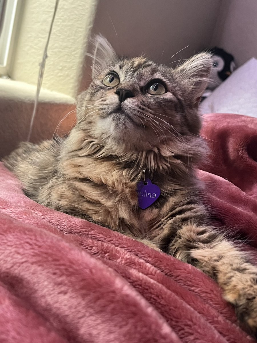 avoidmoosey's tweet image. avoidmoosey twitter update: the glass on my pc tower shattered 💔 but i have a short mullet thing now and a cat!