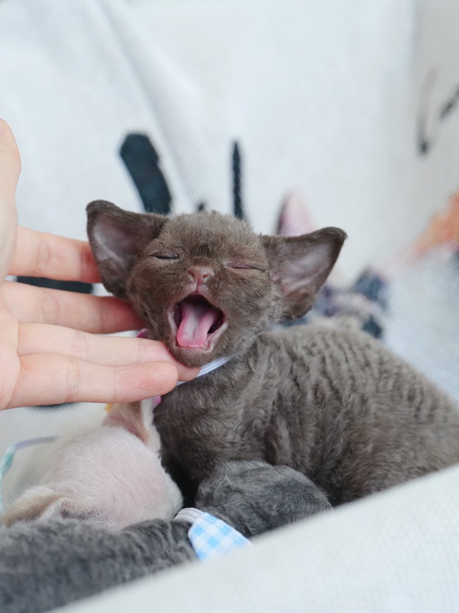 ZouZhou1112's tweet image. Chocolate Devon Rex boy 🥰😘😍
#devonrex #devonrexcat #DRX #devonrexlove #gulooodevonrex