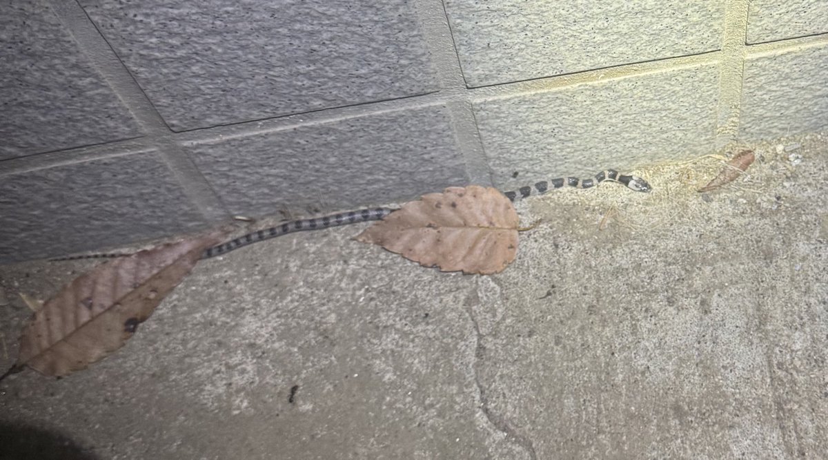 よくわからないヘビの幼体がいたのですが種類がわかるヘビに自信ニキいませんか?

#ヘビ
#教えて