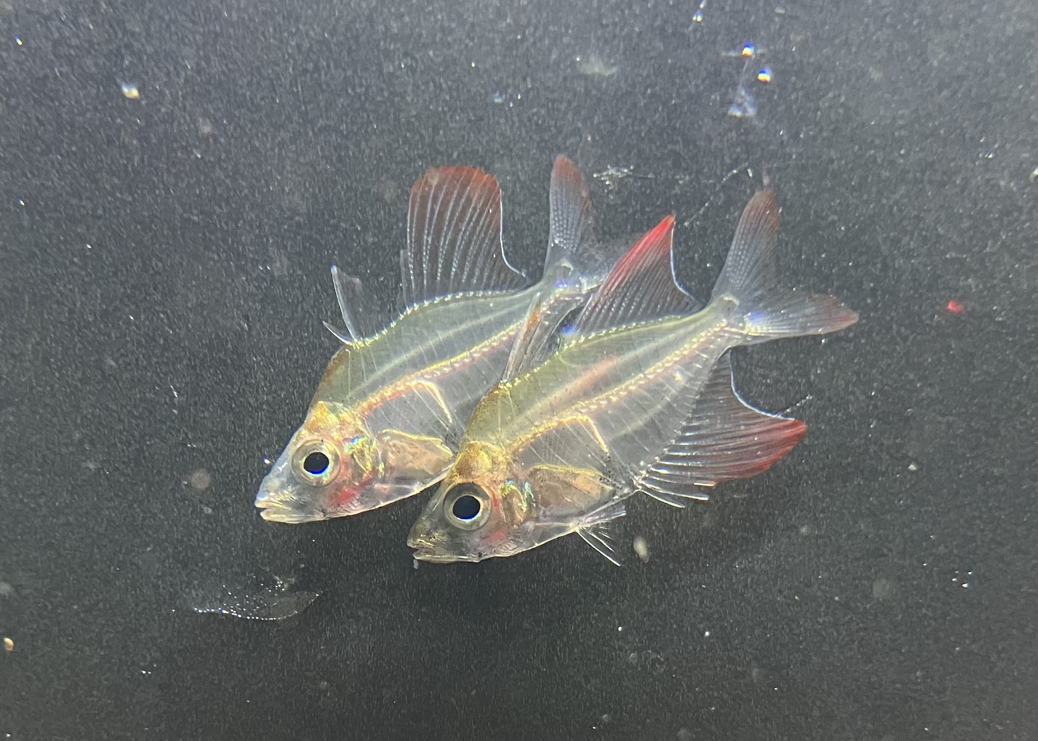 【新品、未使用・静岡 熱海限定・ 花火大会ver・金魚⭐️キティレア⭐️ かねだい千葉店 on X: 