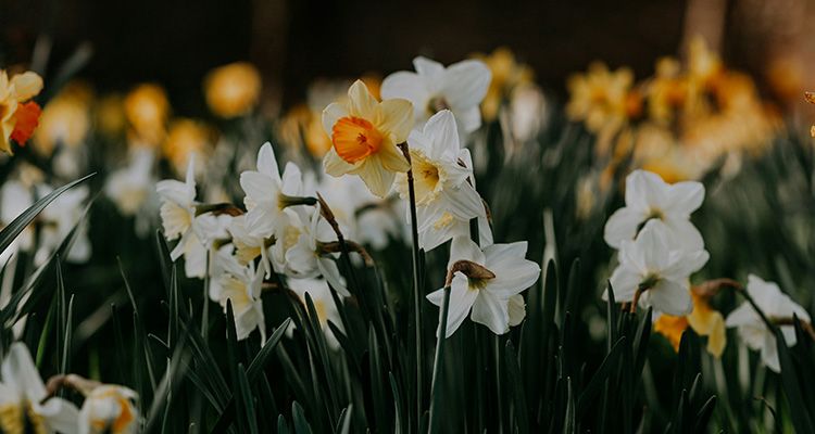 NGIFinance's tweet image. #Springbudget 2025: Key takeaways for UK businesses and how they impact your finance options.

Tax reliefs and incentives 

Sector-specific grants and green investment 

SME lending environment 

buff.ly/S5IcocM