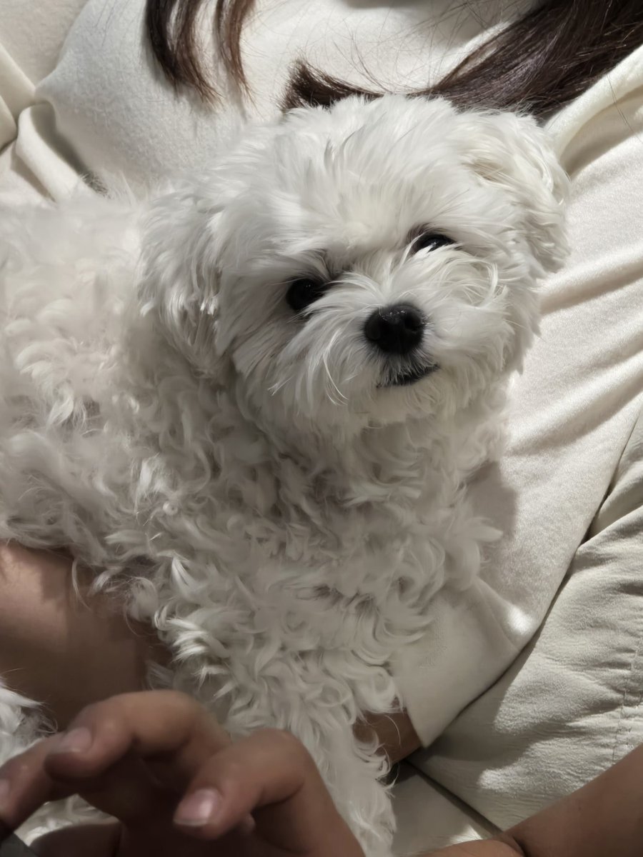 솜이 tweet media
