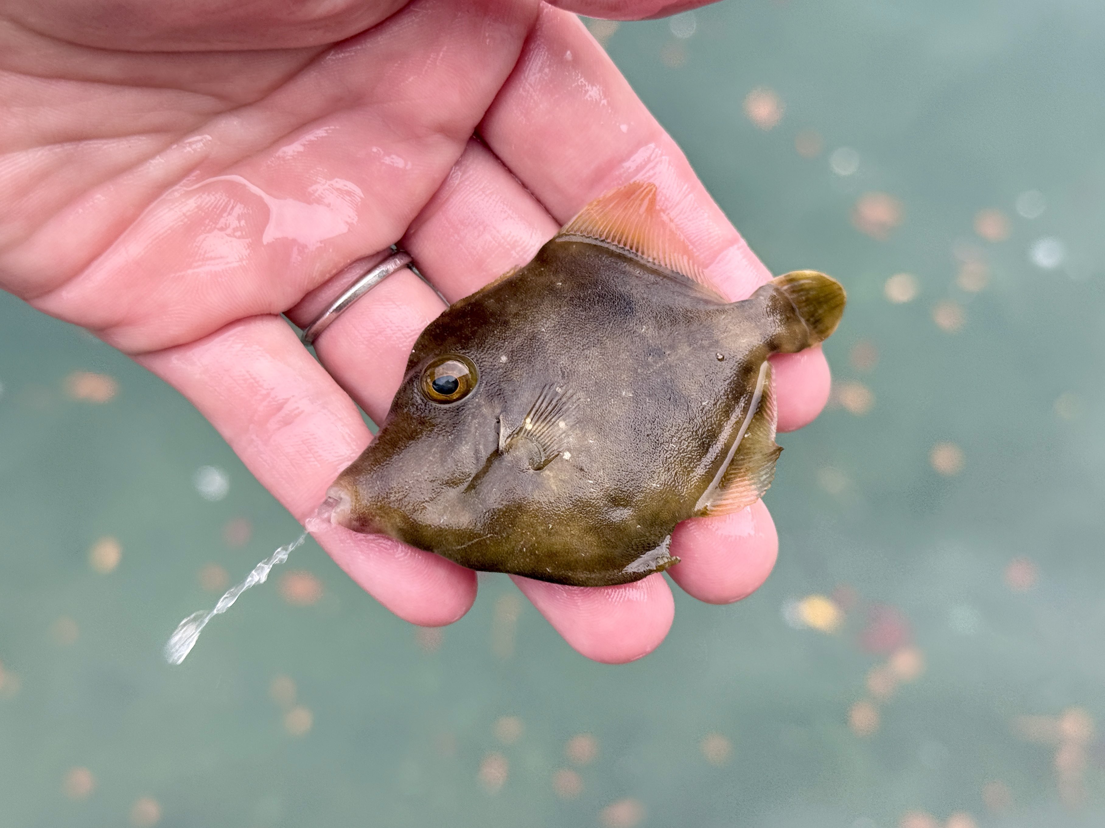 Highlights by でんか (@K_theHermit) / X