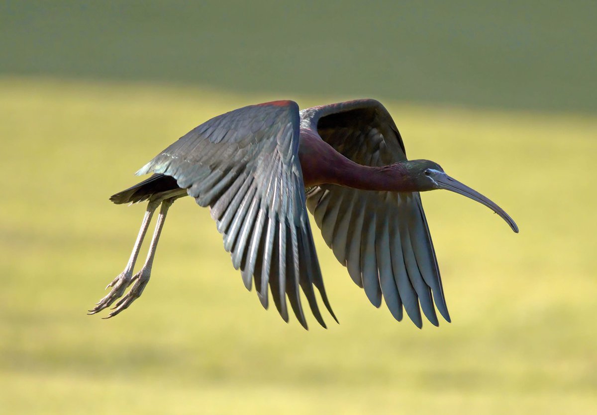 stormcabbirds's tweet photo. Glossy Ibis. https://t.co/izTCBkwec9