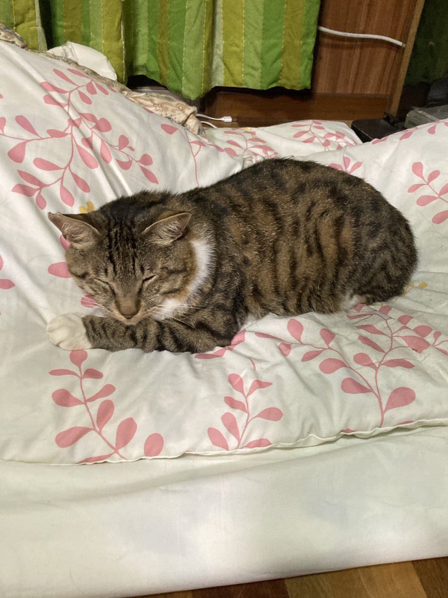 ebimaru0125's tweet photo. フジオ🐱君へ
君がうちの🏠庭にはじめてきたのは5年前の10月3日だったね。
他の人にはまったく懐かないのに
僕には心開いてくれて
沢山愛情❤️そそいでくれたね。
フジ君🐱
君に出会えて
幸せだったよ❤️
ありがとう❤️

2025年
8月8日
フジオ🐱🌈✨ https://t.co/L1Pe1jlPh4