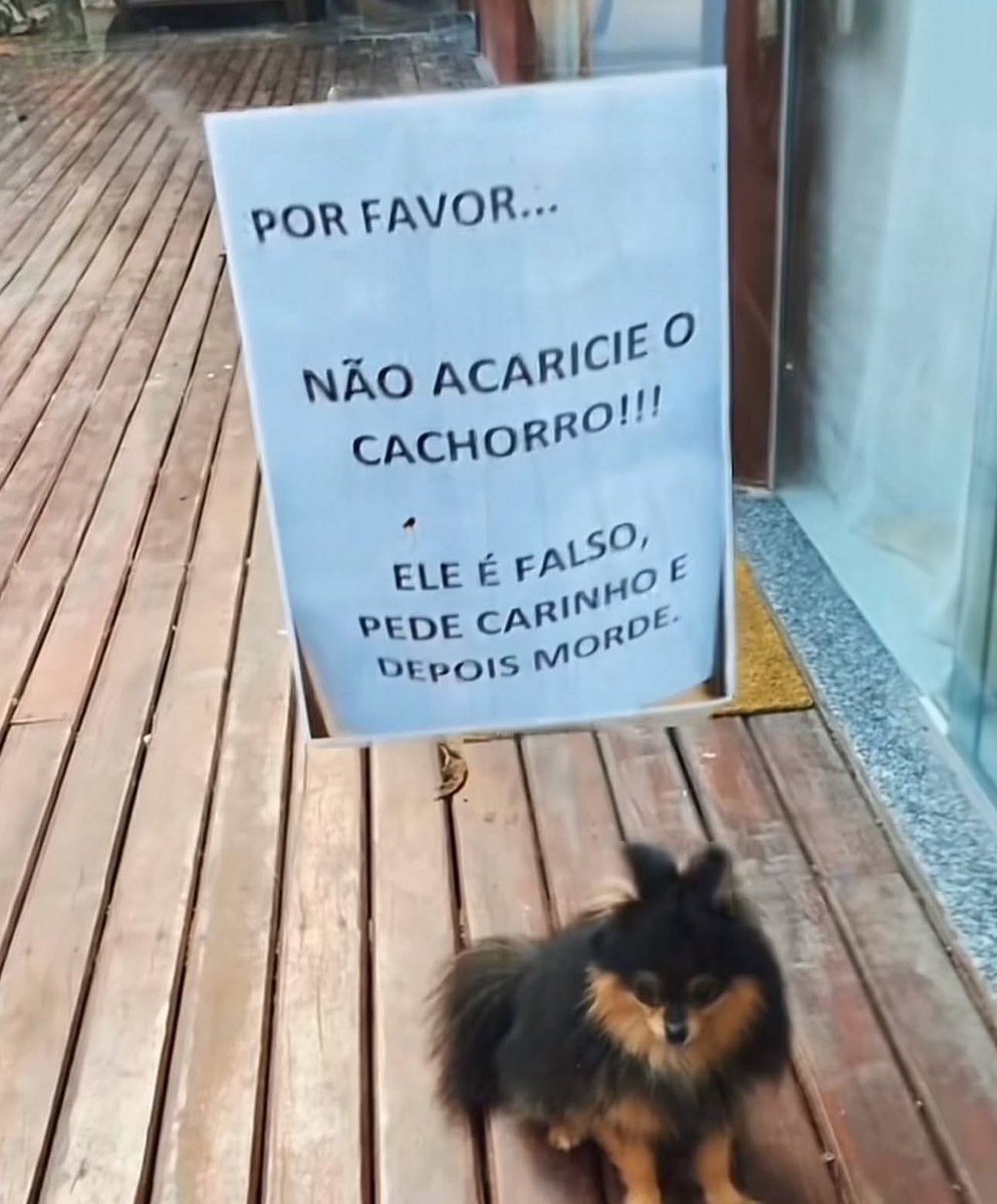 Todo Dia Cães (@tododiacaes) on Twitter photo 