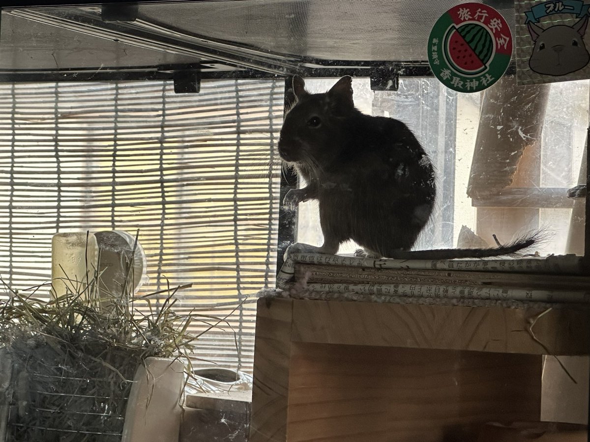 aki08300's tweet photo. 暑い…着替え中の飼い主を見て固まるナツちゃん。

よく見たらアイツ頭しか毛がないデチ！
キモい‼︎

って顔でめっちゃ見てる。 https://t.co/fceToDa3EV