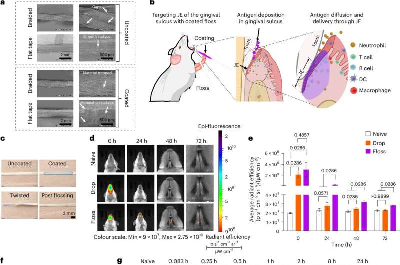 otexeworld's tweet photo. 💉 Floss-based vaccination gave mice long-term immunity; all survived influenza exposure. Gingiva absorb molecules effectively, making this a promising, painless route for vaccine delivery in dental practice. https://t.co/8wWPXER8vR