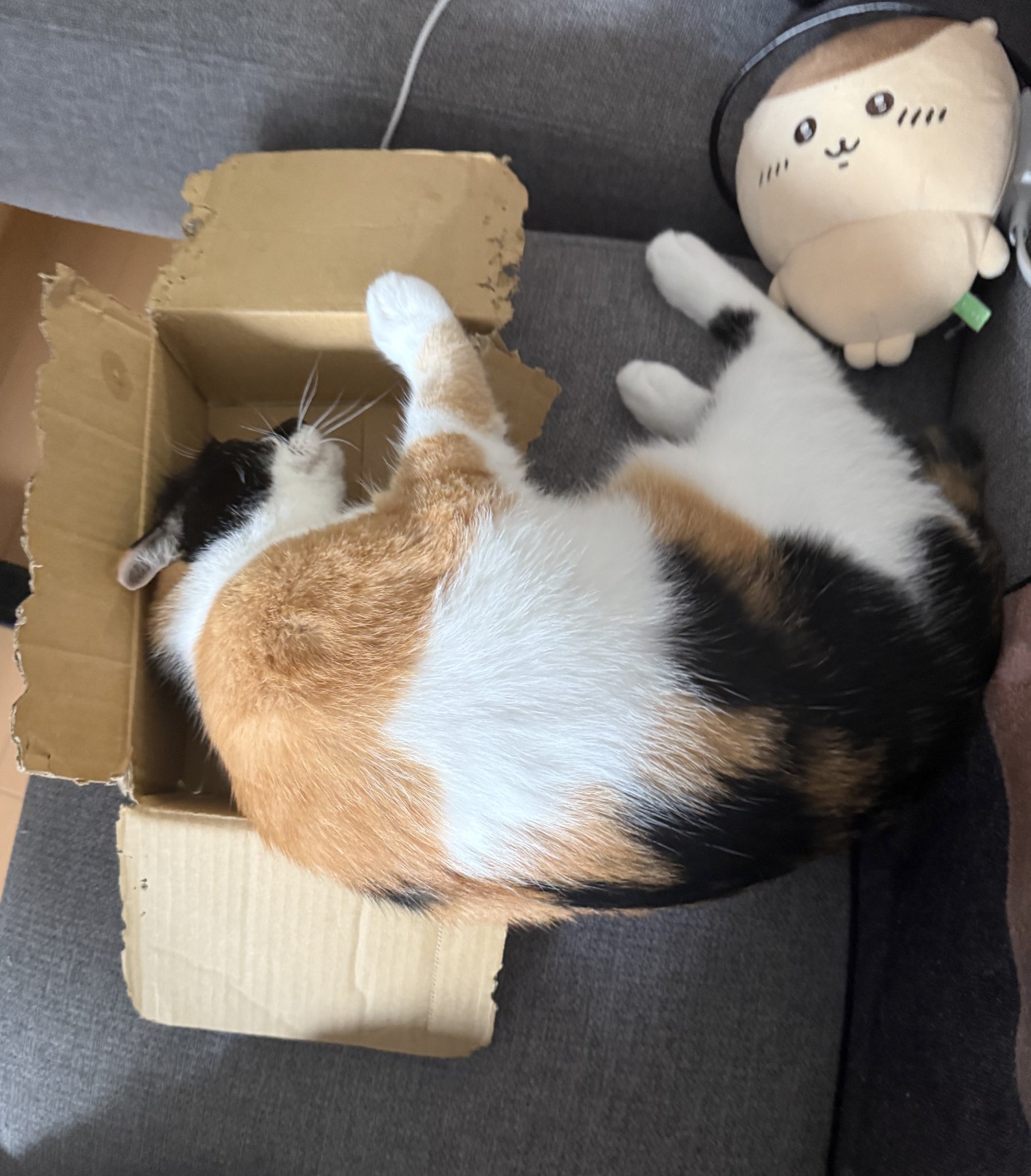 三毛猫様 リクエスト 9点 まとめ商品 猫の毛色＆模様 まるわかり100！ 三毛、トラ、白黒etc．毛