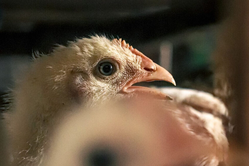 Your laws, your economy, your ideology of anthropocentrism, all collude to make us all but invisible.  Yet here we are.  Here we exist in spite of your edifice, resisting it every day.

We are #OneBillionScreams
We are <a href="/PolAnimalClass/">Ground Zero: One Billion Screams</a>