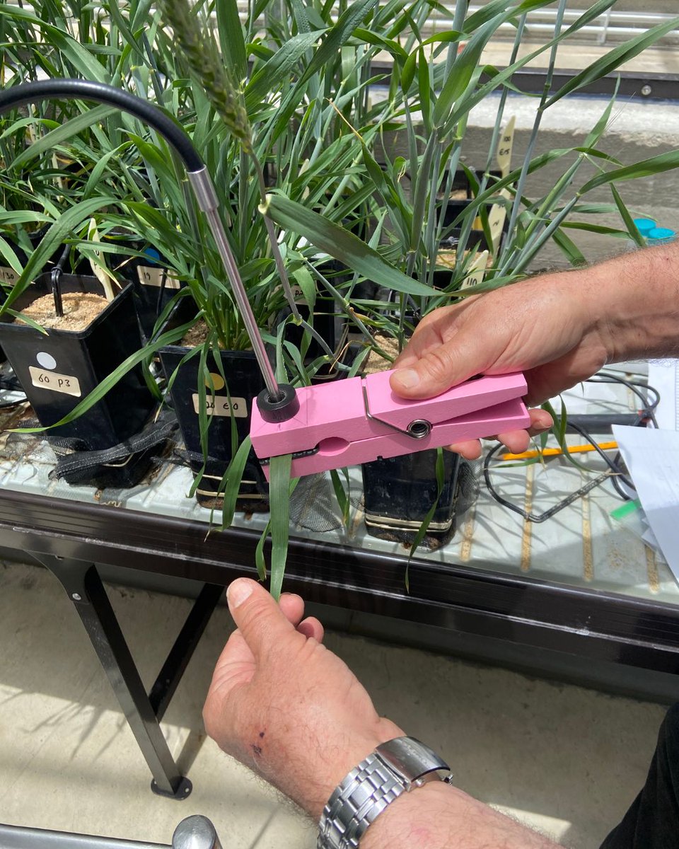𝗧𝗵𝗲 𝗚𝗹𝗮𝘀𝘀𝗵𝗼𝘂𝘀𝗲 𝗲𝘅𝗽𝗲𝗿𝗶𝗺𝗲𝗻𝘁:

𝘐𝘯𝘴𝘪𝘥𝘦 𝘵𝘩𝘦 𝘞𝘏𝘌𝘈𝘛𝘞𝘈𝘛𝘊𝘏𝘌𝘙 𝘨𝘭𝘢𝘴𝘴𝘩𝘰𝘶𝘴𝘦, 𝘴𝘤𝘪𝘦𝘯𝘤𝘦 𝘨𝘳𝘰𝘸𝘴 𝘰𝘯𝘦 𝘴𝘦𝘦𝘥 𝘢𝘵 𝘢 𝘵𝘪𝘮𝘦. 🌿 

👉 wheatwatcher.eu/work-packages/

#WHEATWATCHER #SoilHealth #SustainableAgriculture #WheatResearch
