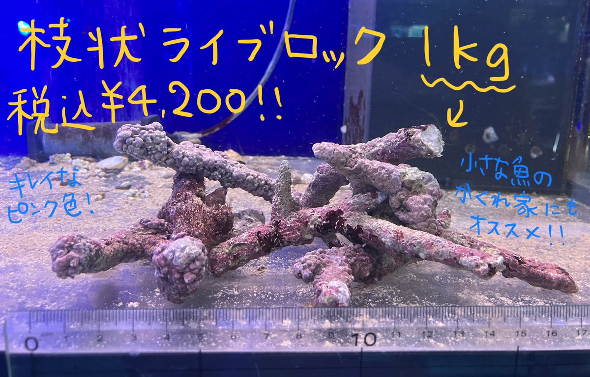 ライブロック　枝塊 枝状ライブロック - Search / X