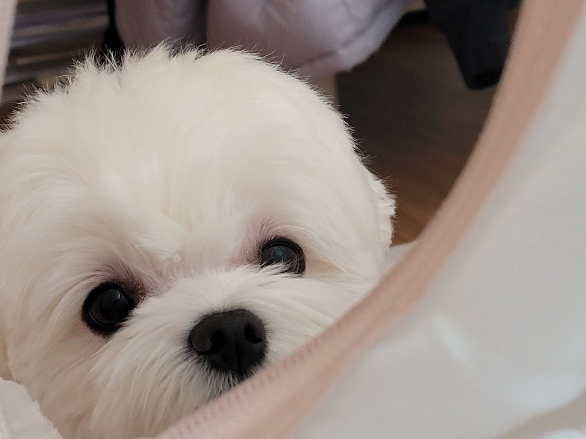 솜이 tweet media