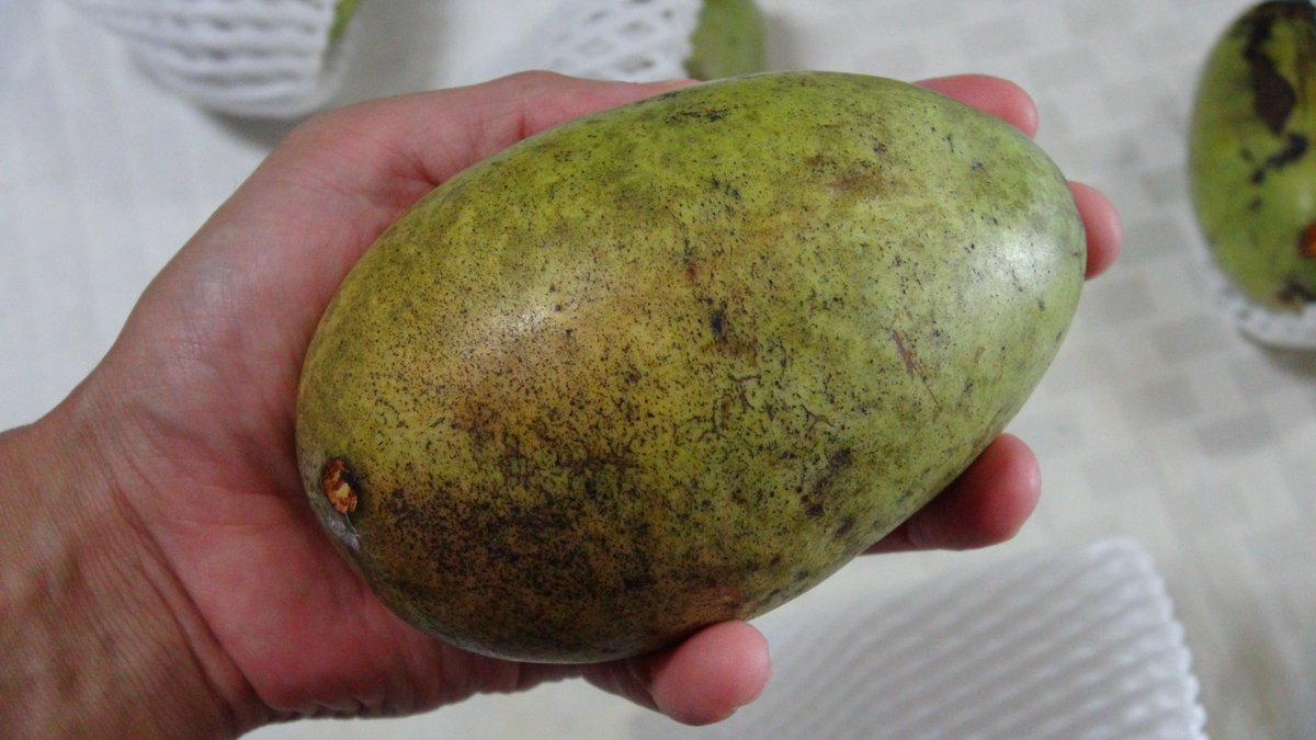 KisaMake's tweet image. 初めて幻のフルーツポポーを食べたんだけど、酸味ゼロのアテモヤ味で、食感がデザートのプリンでかなりの変人ですわｗ
I just ate a rare fruit called paw paw, it tastes like atemoya but has a texture of a pudding. This is a weird one for sure xD