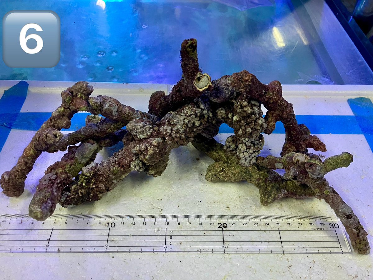 ライブロック　枝塊 楽天市場】（海水魚）Aグレードライブロック 枝状Sサイズ（3
