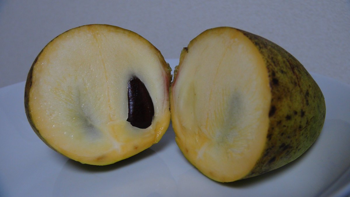 KisaMake's tweet image. 初めて幻のフルーツポポーを食べたんだけど、酸味ゼロのアテモヤ味で、食感がデザートのプリンでかなりの変人ですわｗ
I just ate a rare fruit called paw paw, it tastes like atemoya but has a texture of a pudding. This is a weird one for sure xD