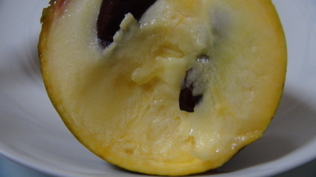 KisaMake's tweet image. 初めて幻のフルーツポポーを食べたんだけど、酸味ゼロのアテモヤ味で、食感がデザートのプリンでかなりの変人ですわｗ
I just ate a rare fruit called paw paw, it tastes like atemoya but has a texture of a pudding. This is a weird one for sure xD