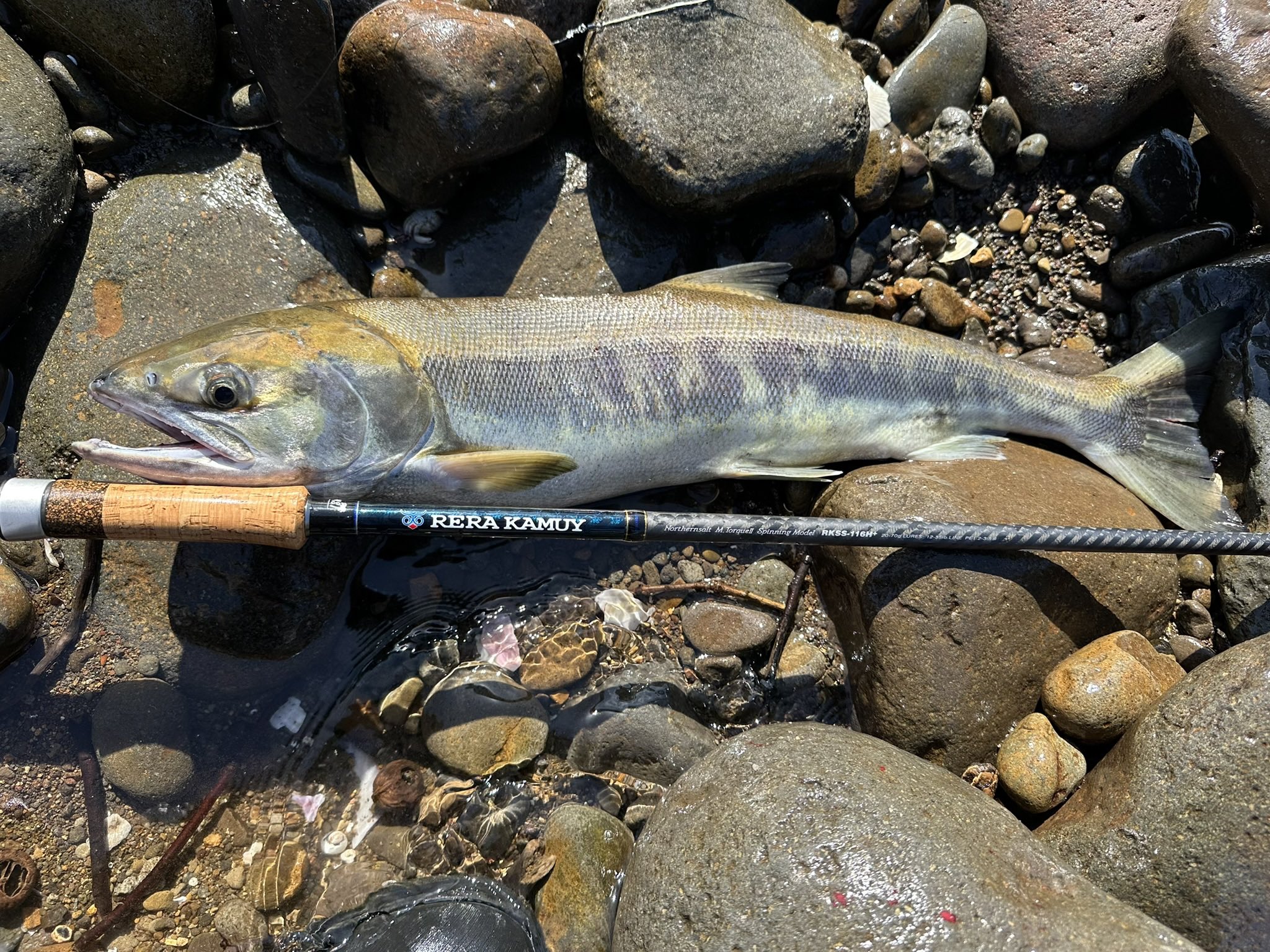 【専用】パームスレラカムイ136h 鮭釣り アキアシ サーモンフィッシング 専用】パームスレラカムイ136h 鮭釣り アキアシ サーモン