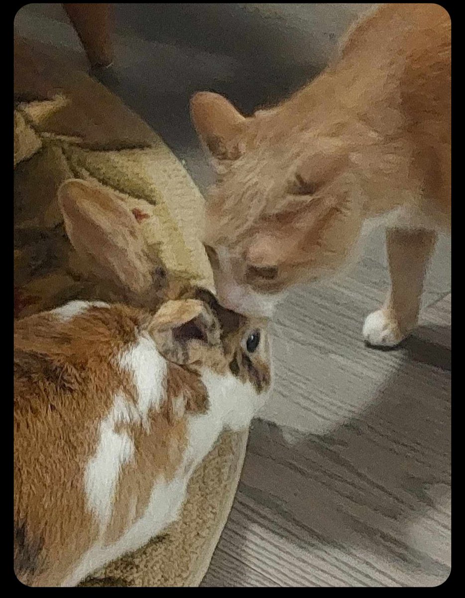 FinalFire64's tweet image. Elohim loves his rabbit sister (Her name is Mochi, my brother owns her)