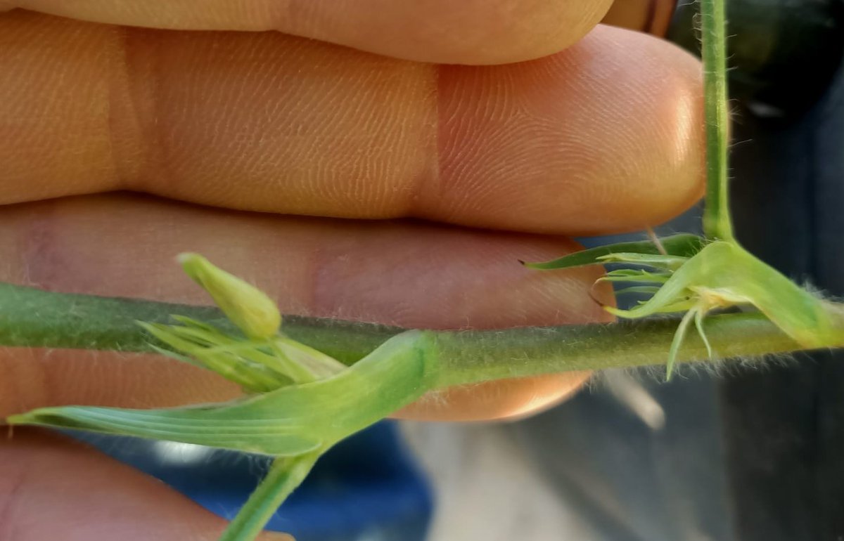 Enstitü Müdürlüğümüz bünyesinde yürütülmekte olan TAGEM destekli proje kapsamında teknik personelimizce "Yer Fıstığı Melezleme Çalışmaları" ıslah amaçlarına uygun olacak şekilde gerçekleştirilmektedir.
<a href="/tagemgovtr/">Tarımsal Araştırmalar ve Politikalar Genel Md.</a> <a href="/TCTarim/">T.C. Tarım ve Orman Bakanlığı</a>