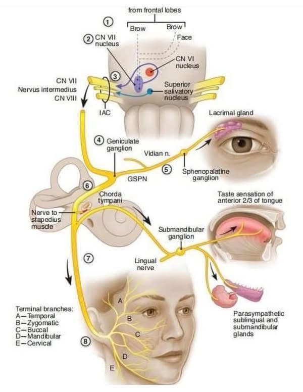 OGdukeneurosurg's tweet photo. Trigeminal https://t.co/hwhL79c5XP