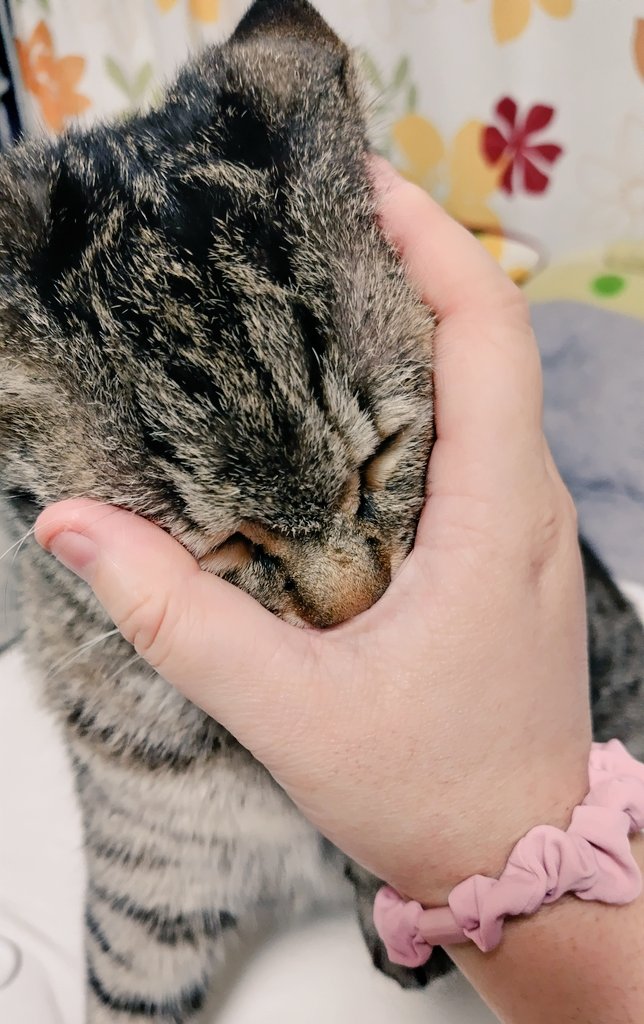 トラ猫ゴロー ゴロー🐾 (@cat_56chan) / X