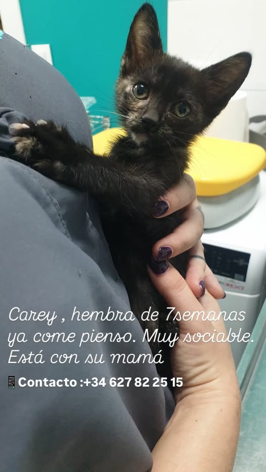 Mari R. Garcia Cer
4h
 ·
7 semanitas.
Totalmente sociabilizada.
Valencia.
Tf. 627822515
