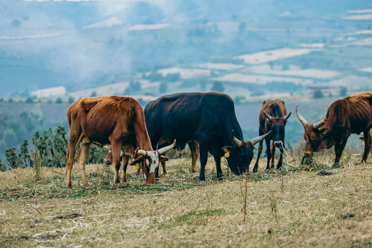 GisaboT's tweet image. Urakagira inka n'ibibondo.

#Nyakanga
#Inka