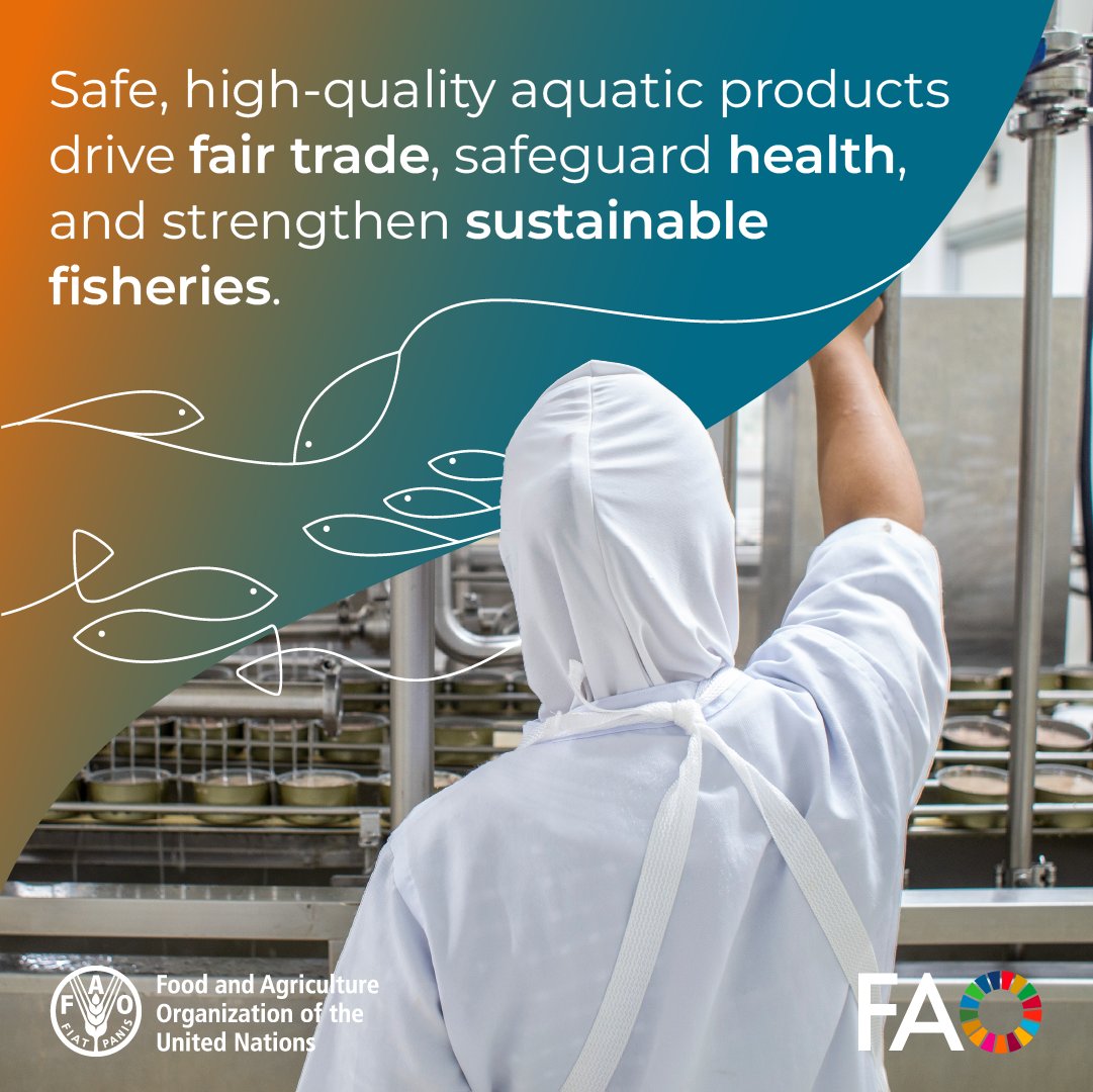 Safe &amp; high-quality aquatic products are vital for trade, food security &amp; health.

#COFITrade reviews progress &amp; challenges: from Codex standards to tackling food fraud, HABs, AMR &amp; new foods.

Stronger collaboration means safer, fairer value chains.

🔗 fao.org/cofi/fish-trad…
