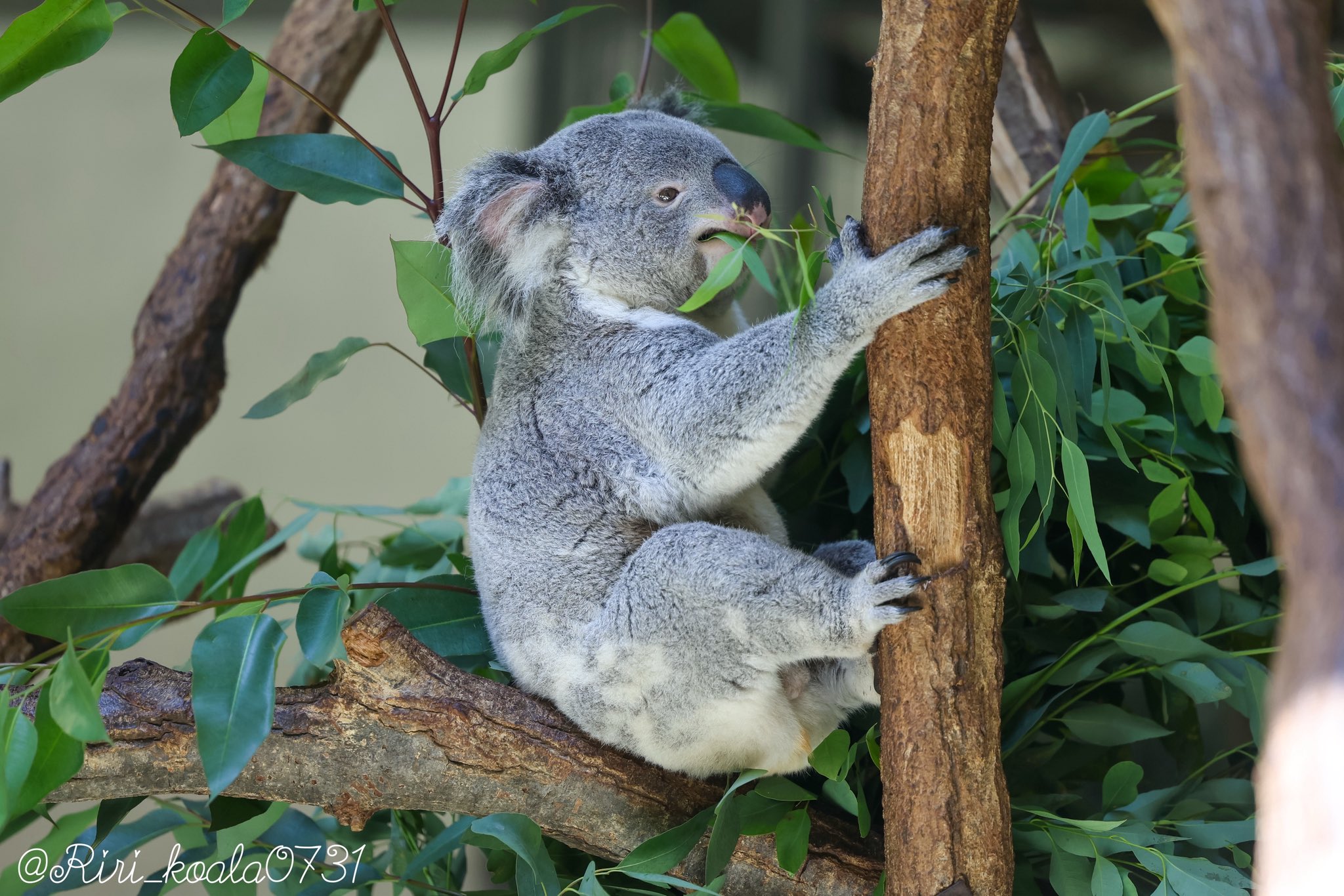 コアラ 𓍯 笑うコアラさん・タイヨウくん🐨🌞 . 2024.11 #🐨#平川動物