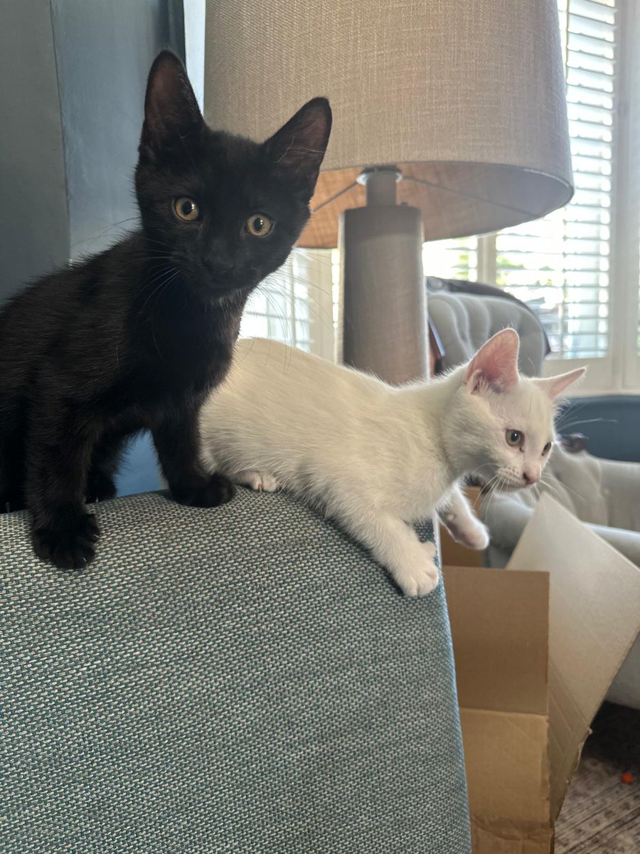 Danny Robins tweet media