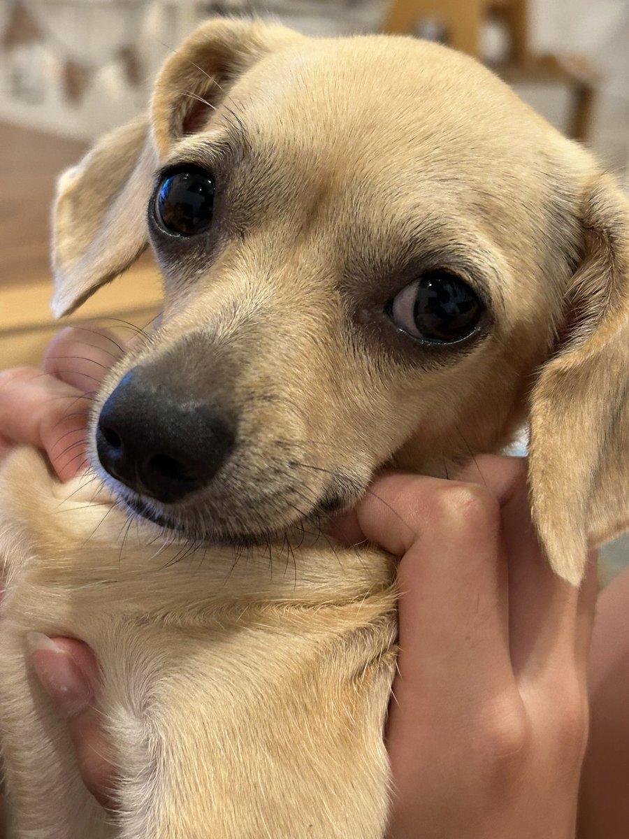 1歳になりました〜
ご近所さんにもだいぶ覚えてもらえて、散歩するたび声がけしてもらえるようになりました。人間で言うと15歳くらいみたいですね。長生きしてね〜