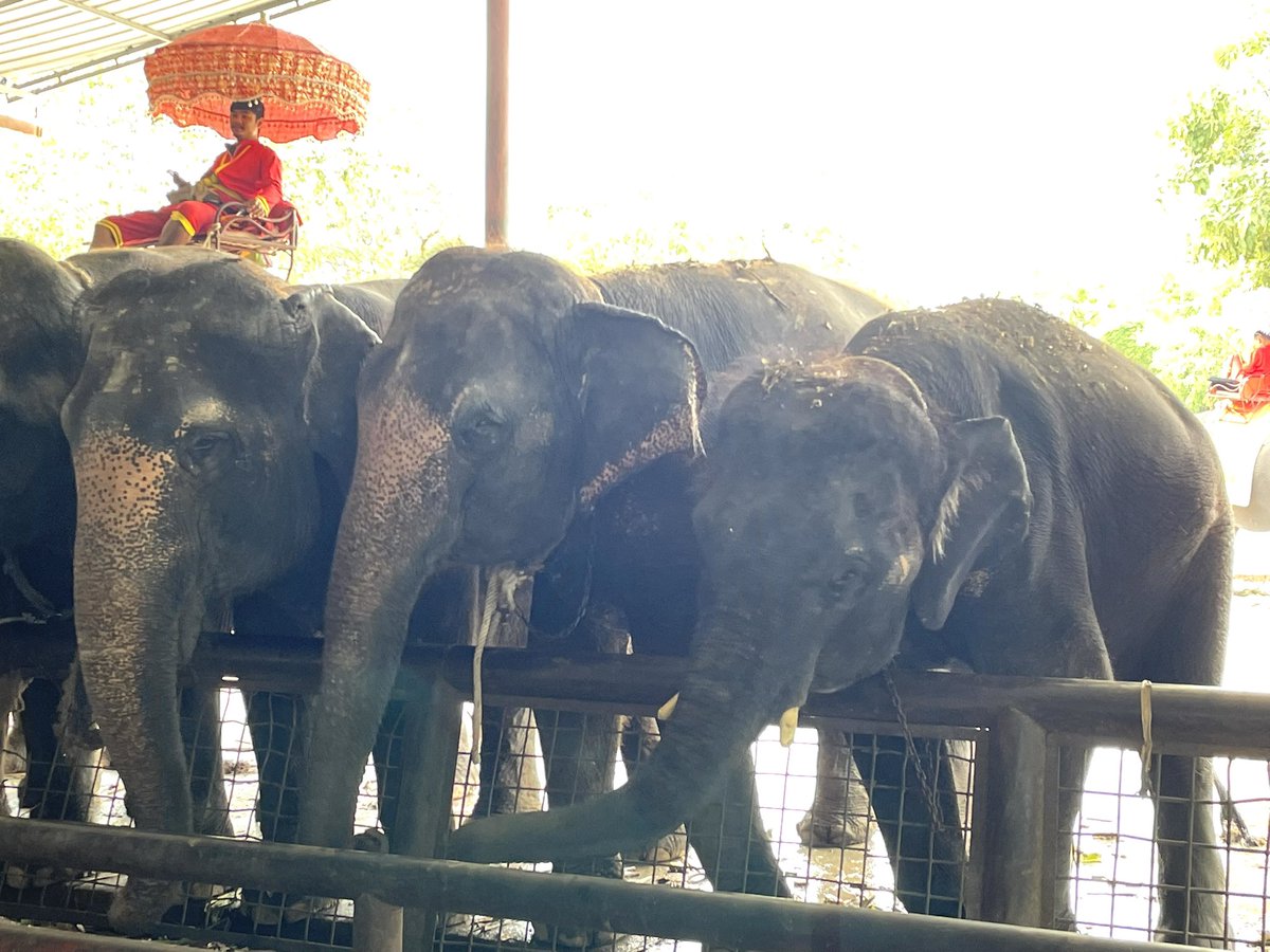 In Ayutthaya, Thailand 🇹🇭 we went to the Elephant Palace. Rather they weren’t chained up, performing or  being ridden. I reckon they belong roaming in the wild …💥💥💥