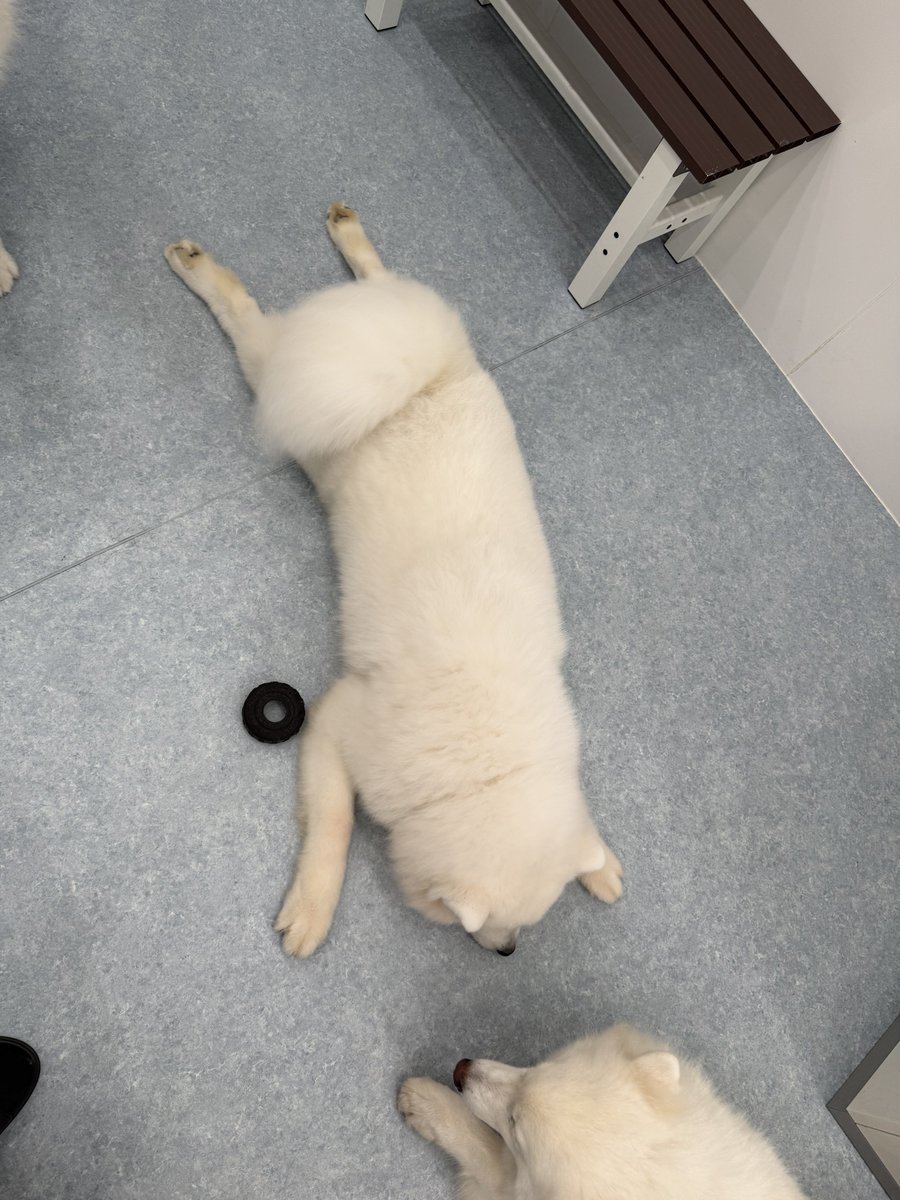 sqlzz_'s tweet image. サモエドカフェに行ってきました🐶