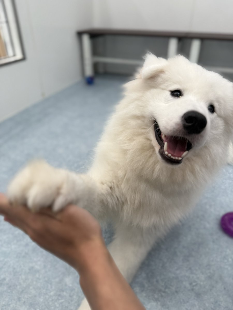 sqlzz_'s tweet image. サモエドカフェに行ってきました🐶