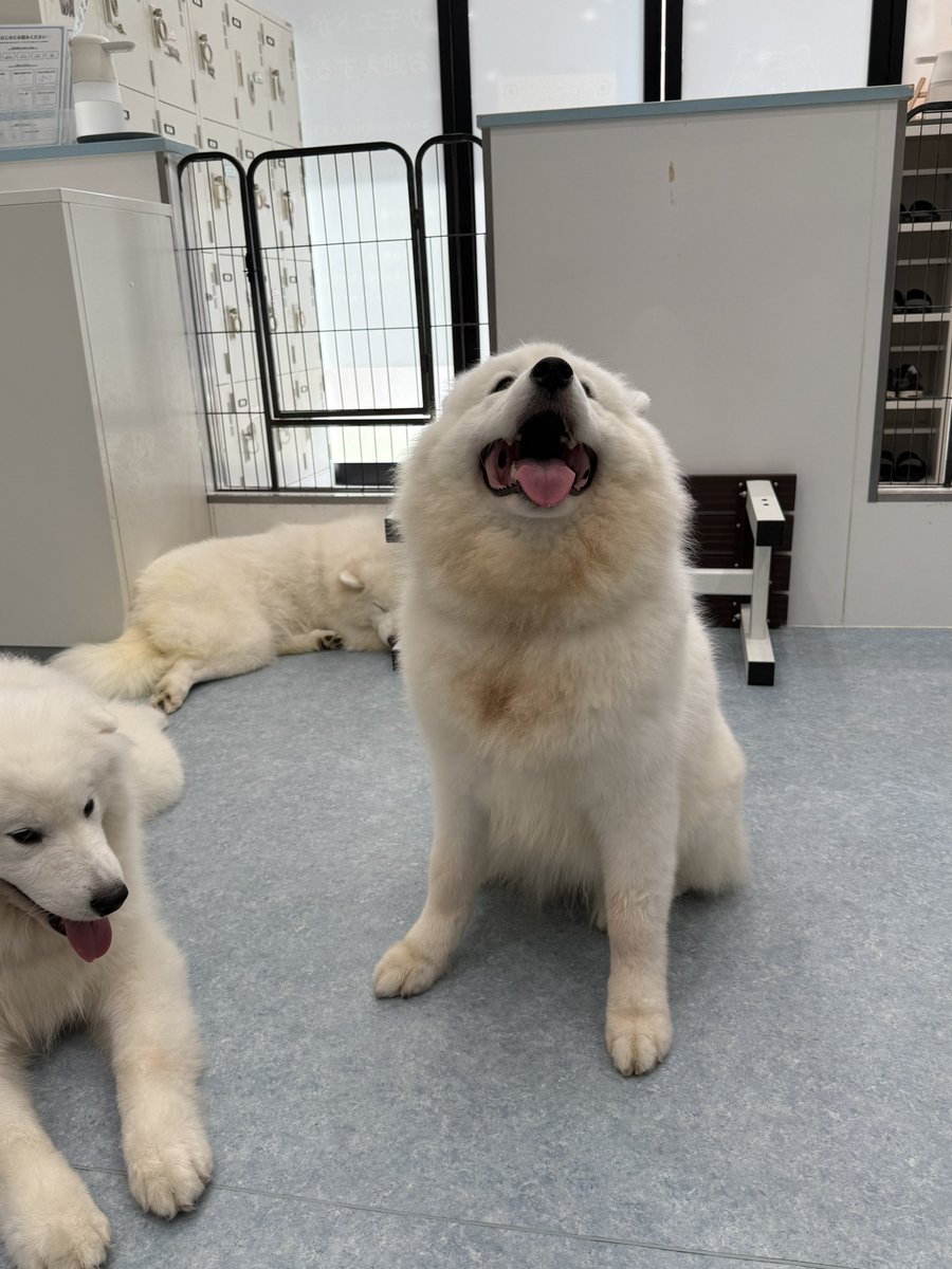 sqlzz_'s tweet image. サモエドカフェに行ってきました🐶