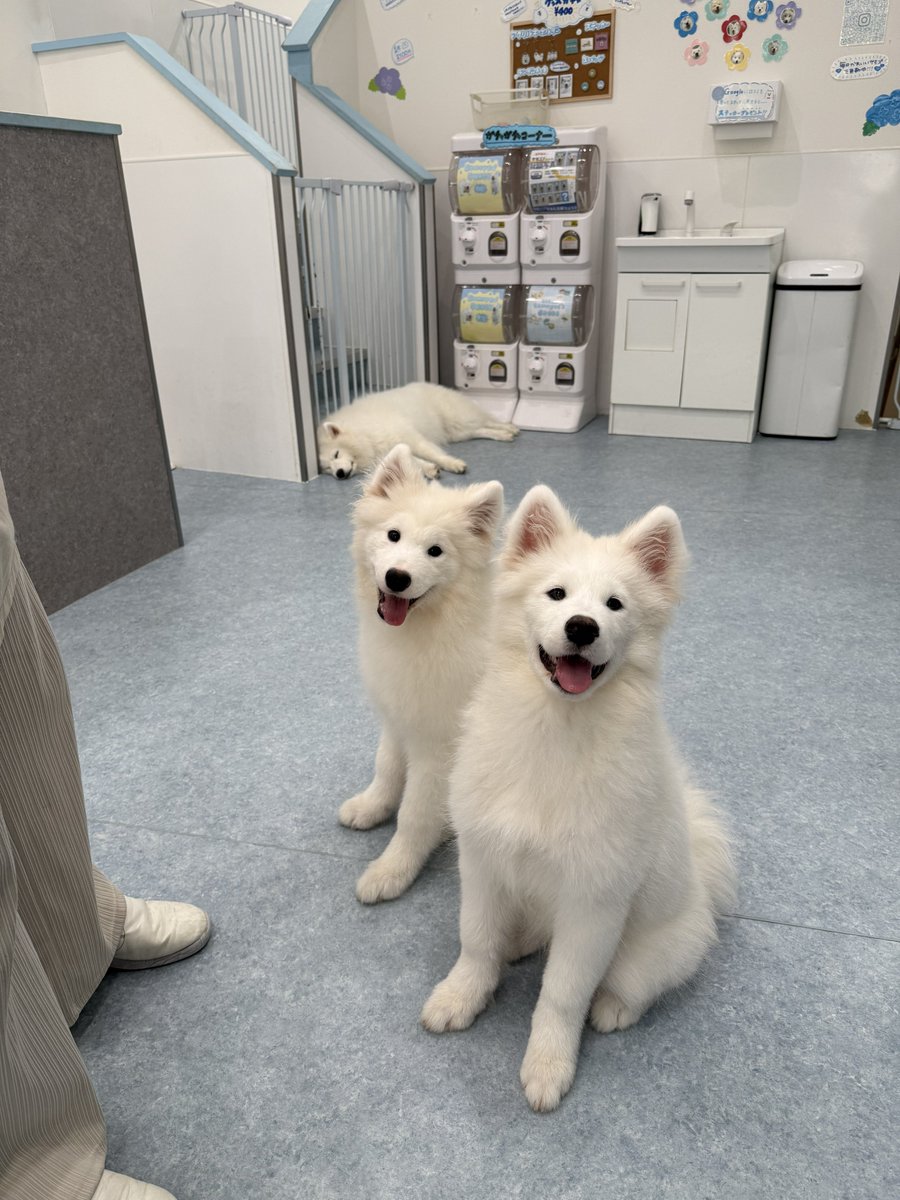 sqlzz_'s tweet image. サモエドカフェに行ってきました🐶