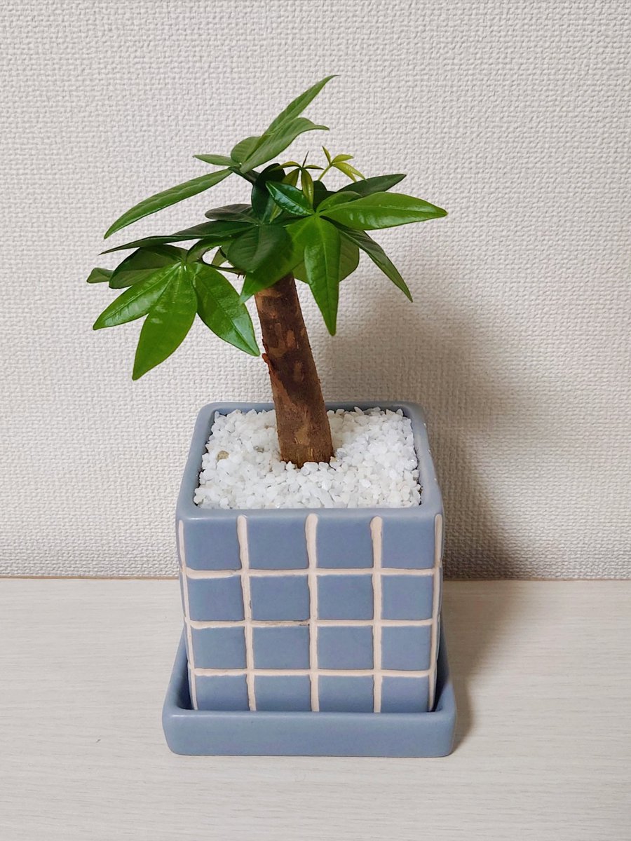 ただよです。パキラ backend=imagemagick;version=1;
