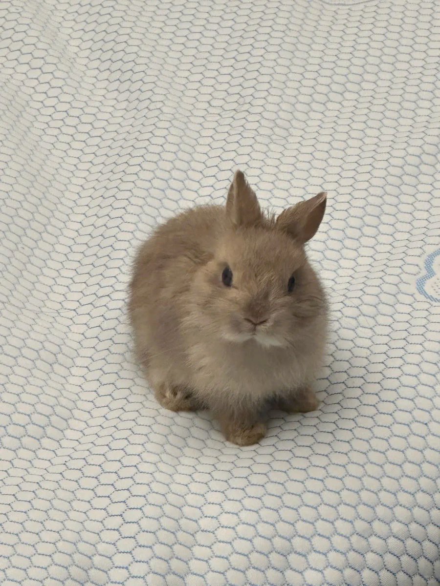 Why you should have a rabbit (@shouldhaverabit) on Twitter photo 