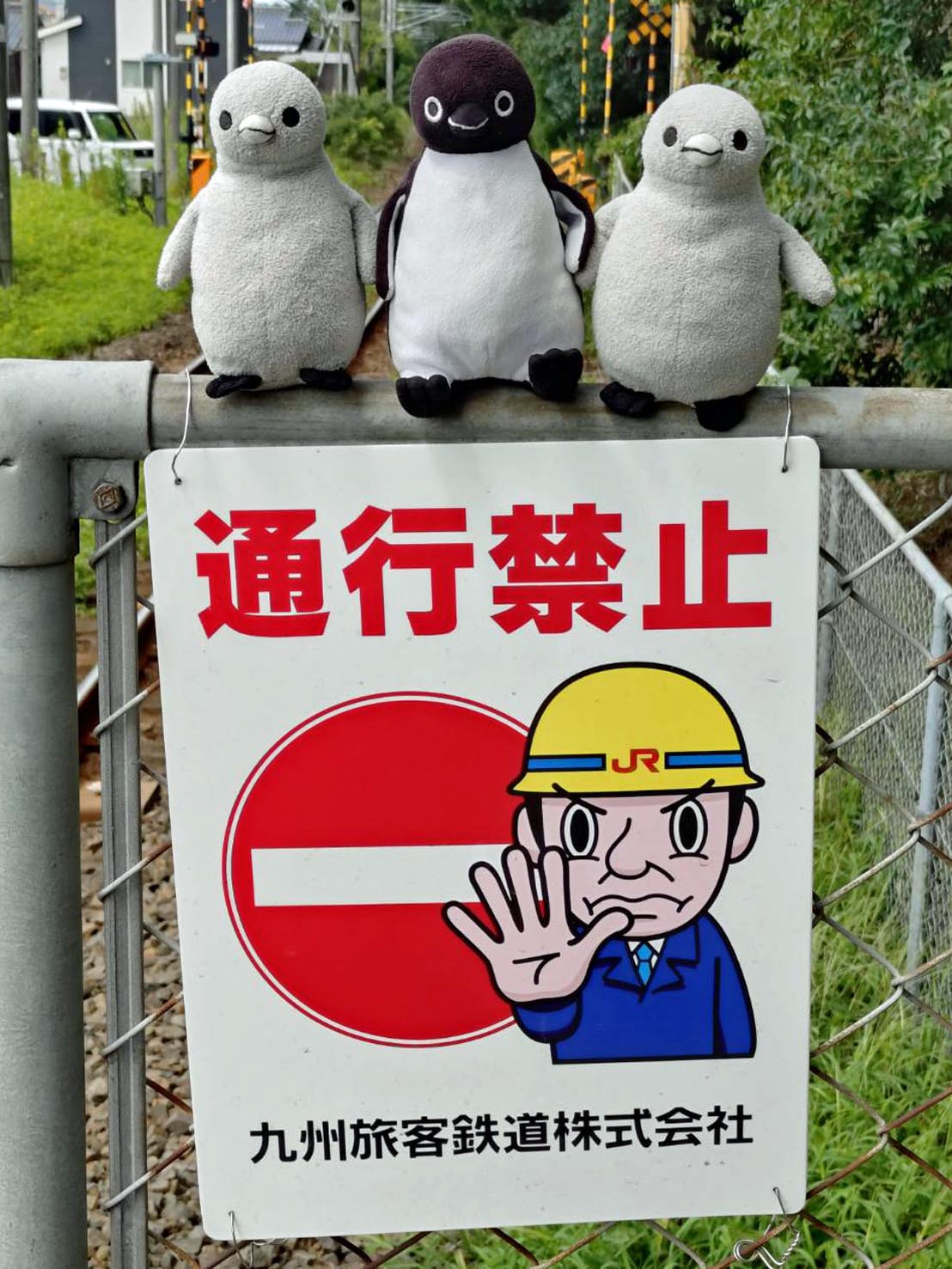 ペソギソチャソ🐧 (@pesogisochaso) / X
