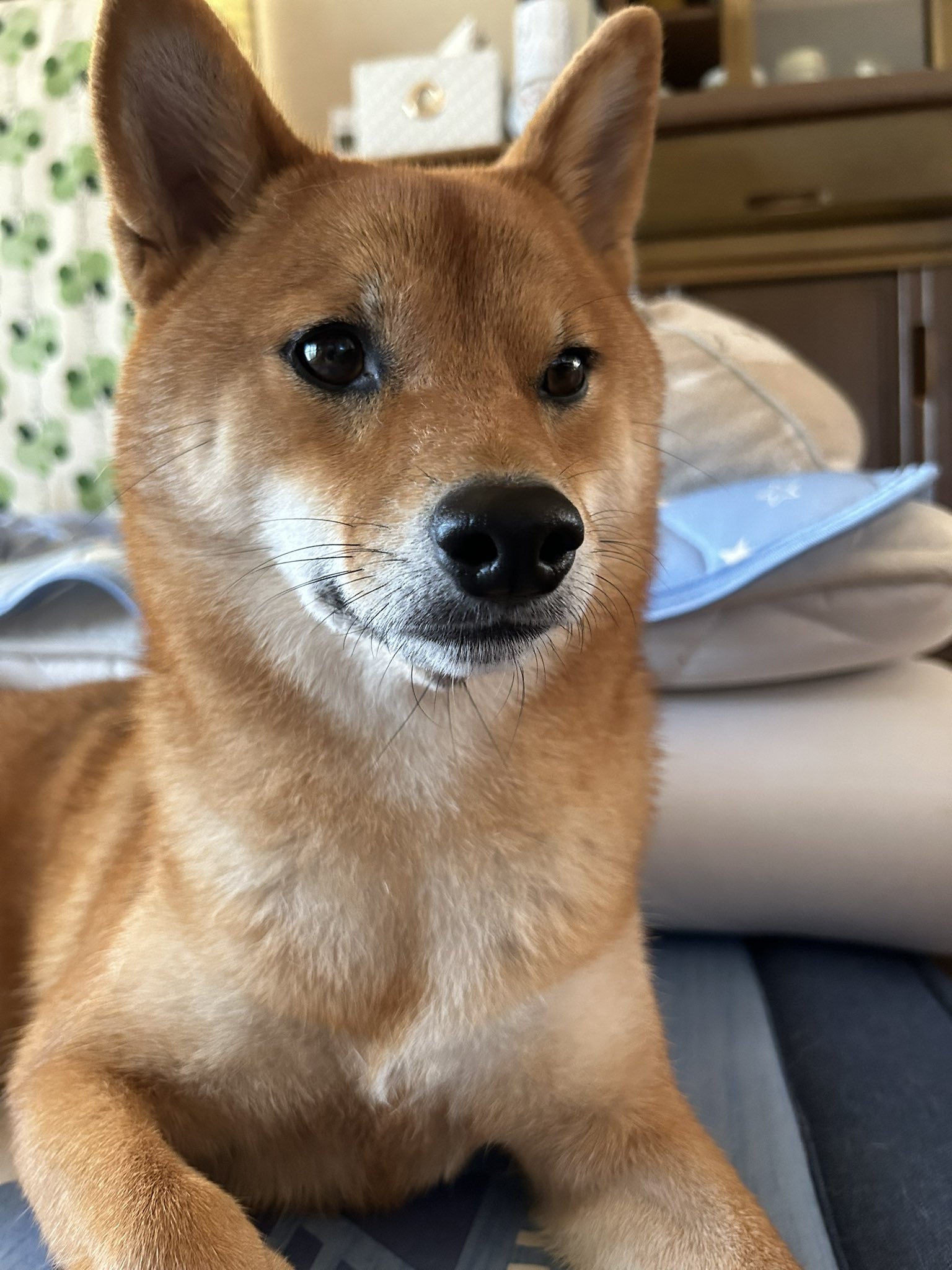 柴犬むぎ 柴犬むぎ (@shiba_inu_mugi) / X