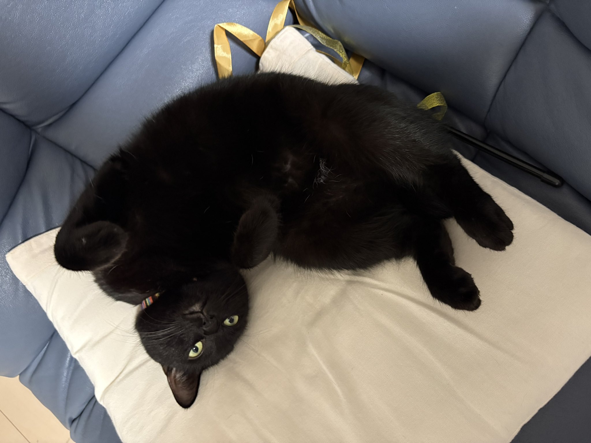 スロ　デリ　黒猫大好き 95 Kitten Chats] In the second half, the words become more