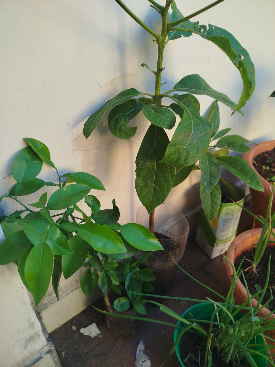 Alfredo Beconi a.k.a Kure Dumas tweet media