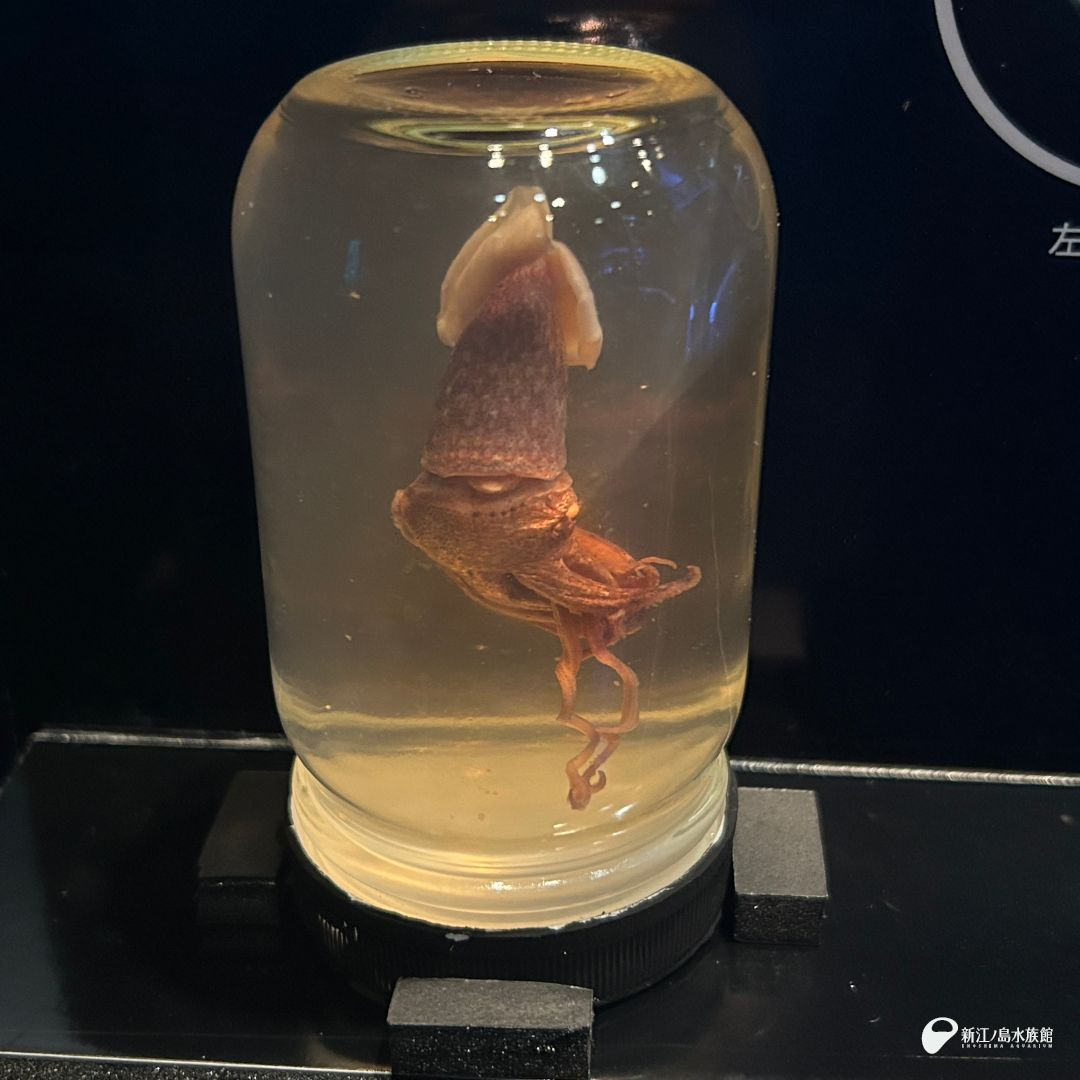 4月に水中ドローンによって搬入し、生きた状態での展示に成功した ウス