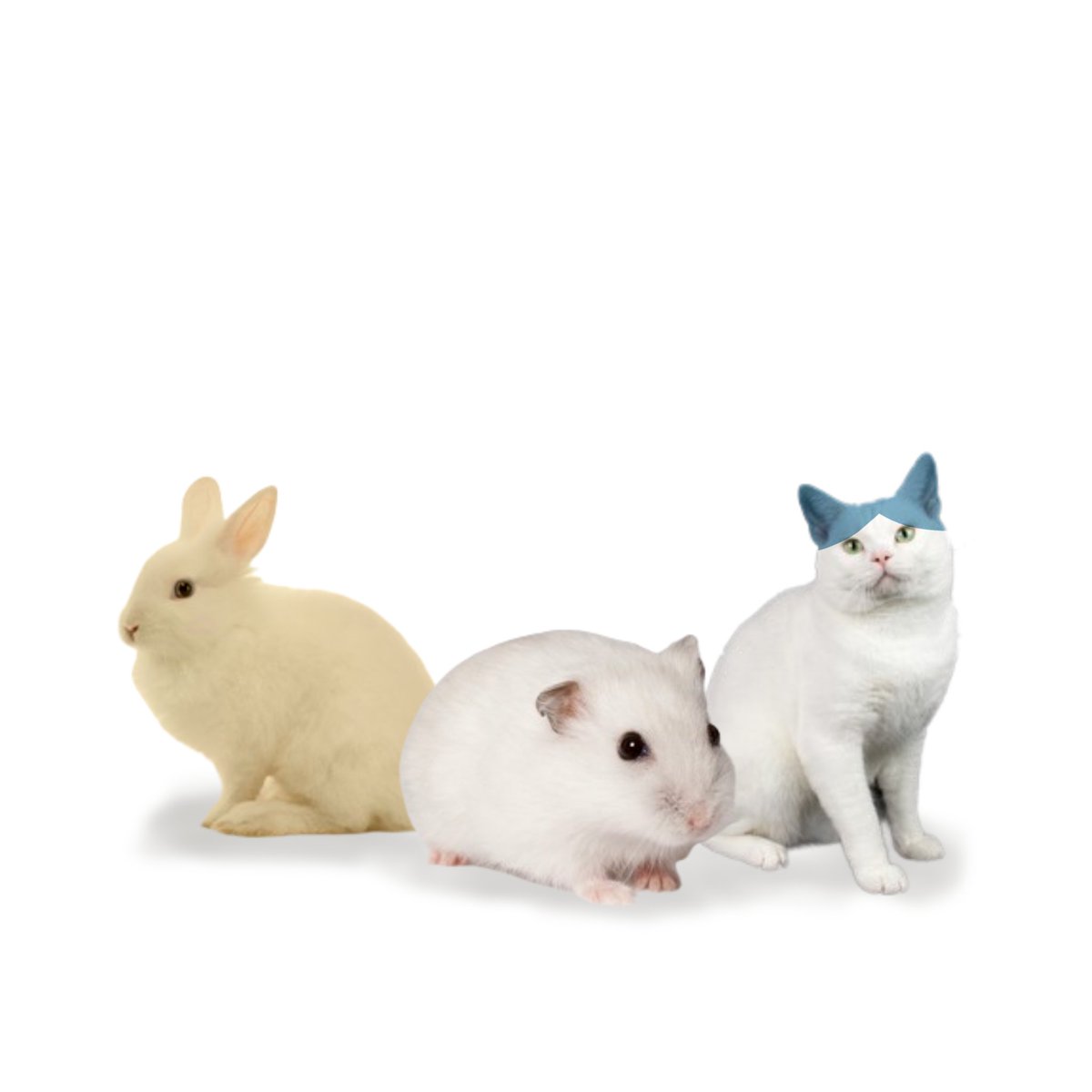 OomfieLoomfie's tweet photo. Some ordinary cute animals☺️ https://t.co/QzCVnVMIix