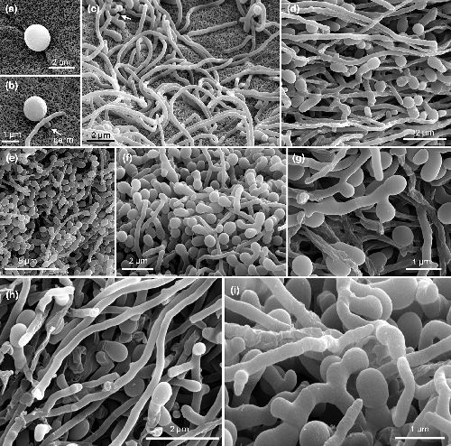 MicrobioSoc's tweet image. Melissospora conviva gen. nov., sp. nov., a novel actinobacterial genus isolated from beehive through cross-feeding interactions. Published Open Access and fee-free in IJSEM using a Publish and Read agreement: doi.org/10.1099/ijsem.… #IJSEM #PublishAndRead