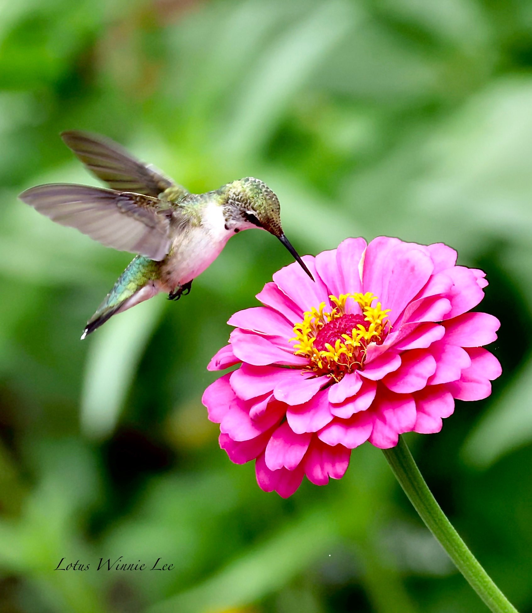Flowers bloom,Birds tweet,Wind blows&Mo… adidas ZX Flux